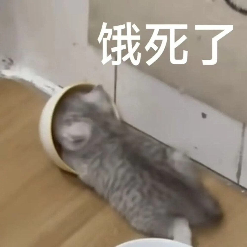 猫猫表情包