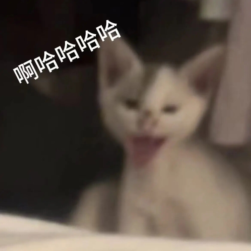 猫猫表情包