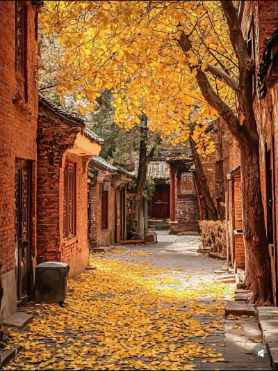 秋日漫行：在金黄巷陌间邂逅宁静时光 