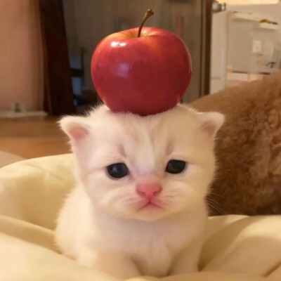 可爱头像⸝⸝ ᐝ ​​​