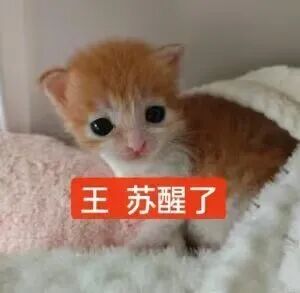 猫猫表情包