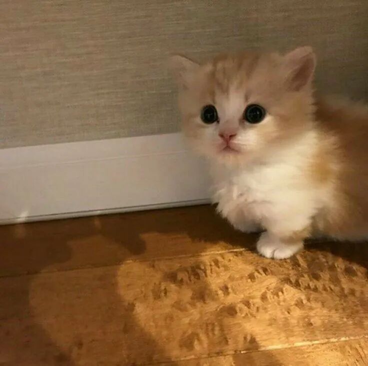 我是不会放弃收集这种图片的