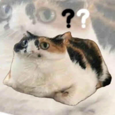 猫猫表情包