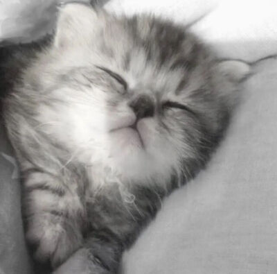 我是不会放弃收集这种图片的