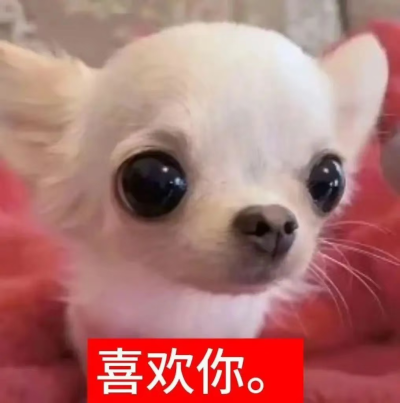 喜欢你 吉娃娃 表情