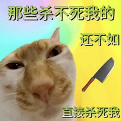 猫猫表情包