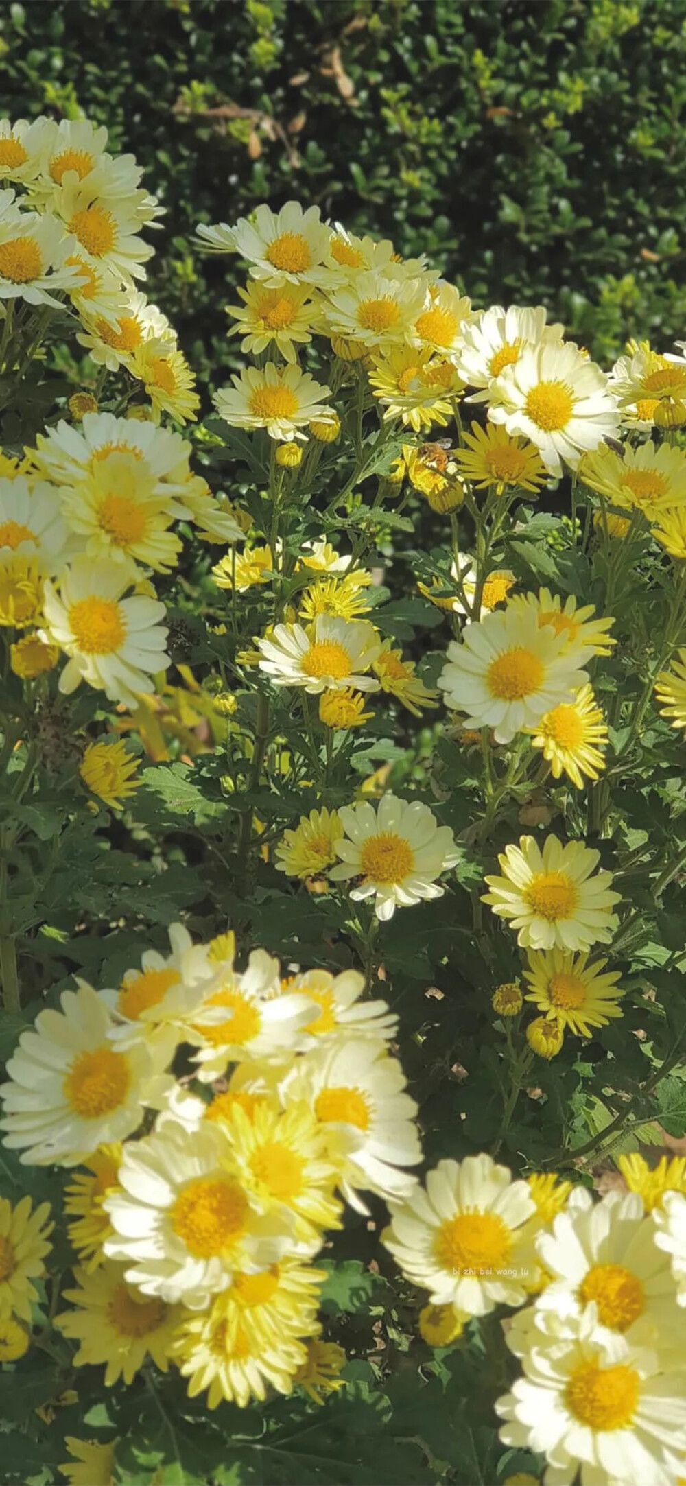 阳光下的小雏菊