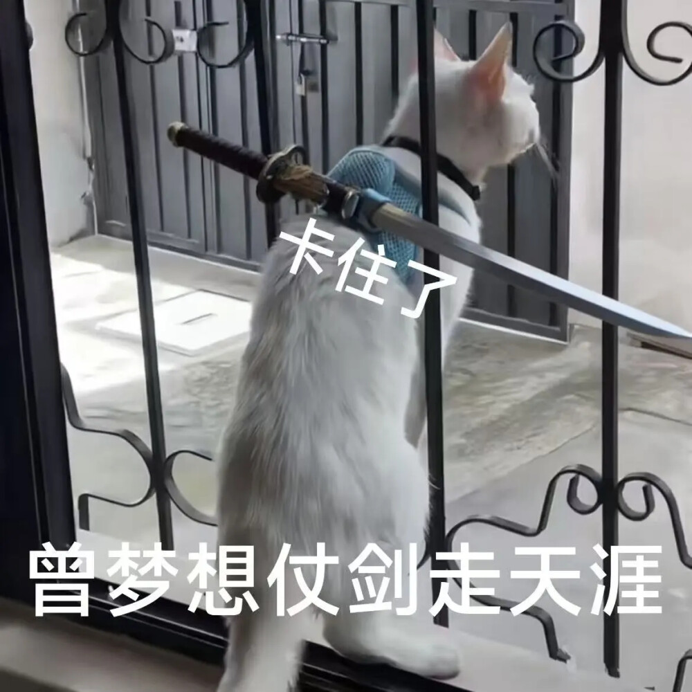 猫猫表情包