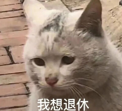 猫猫表情包
