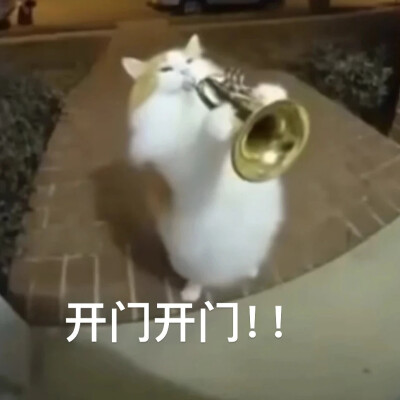 猫猫表情包