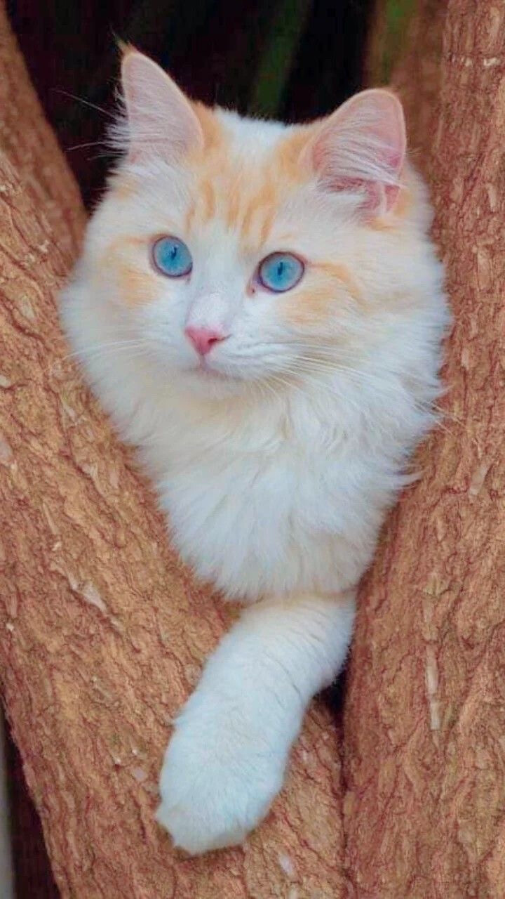 轻轻抬起脚尖，优雅走过世间纷繁，时而骄傲高贵，时而楚楚可怜