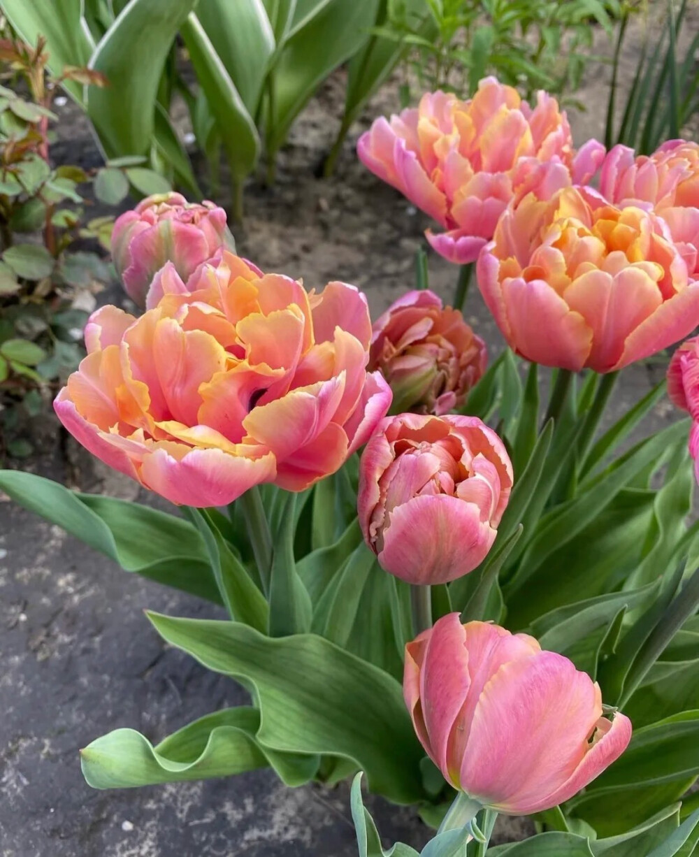 郁金香-粉红之星