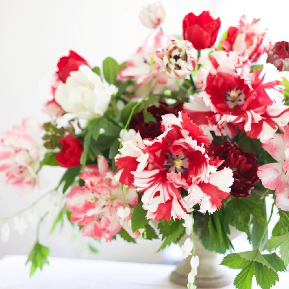 郁金香-艾斯黛拉