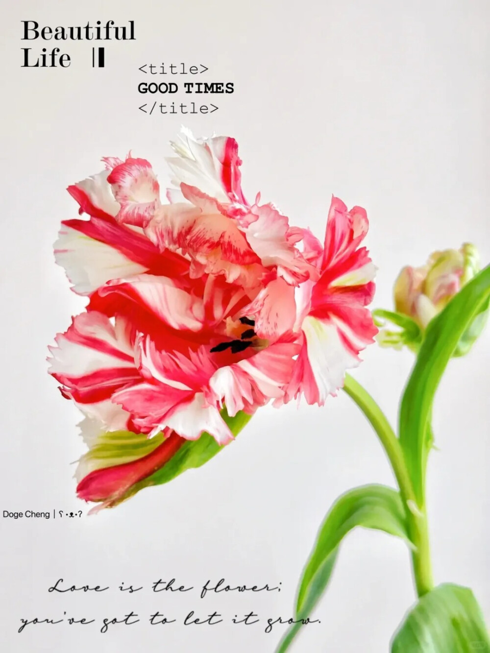 郁金香-艾斯黛拉