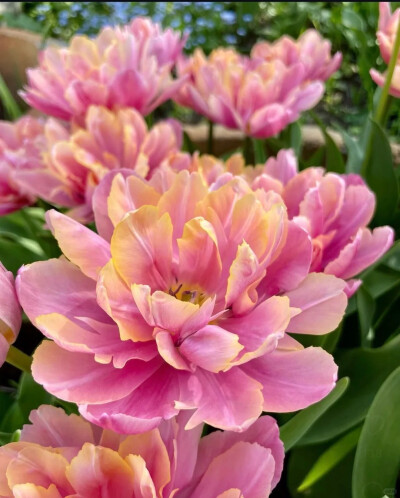 郁金香-粉红之星