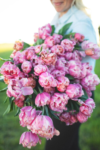 郁金香-粉红之星