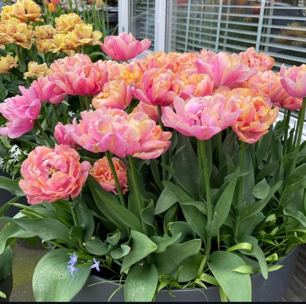 郁金香-粉红之星