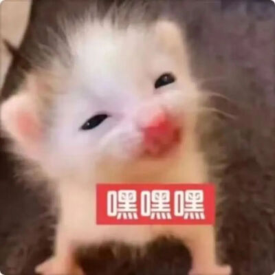 猫猫表情包