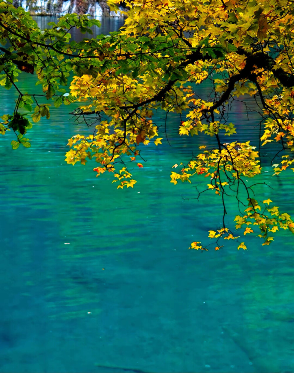 秋日九寨，梦回人间瑶池