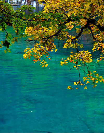 秋日九寨，梦回人间瑶池