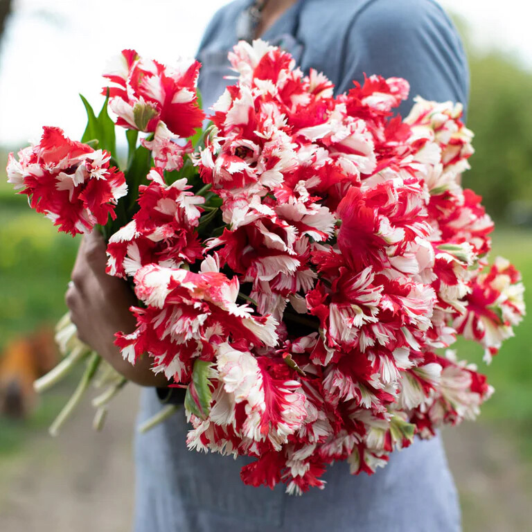 郁金香-艾斯黛拉