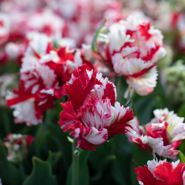 郁金香-艾斯黛拉