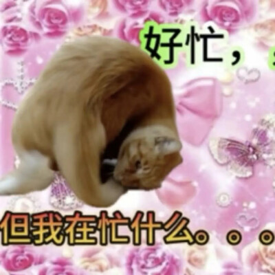 猫猫表情包