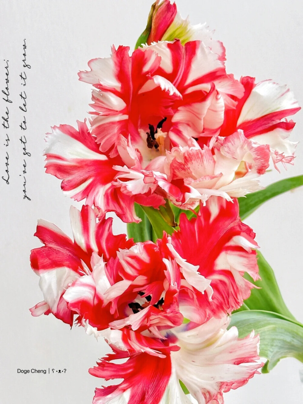 郁金香-艾斯黛拉