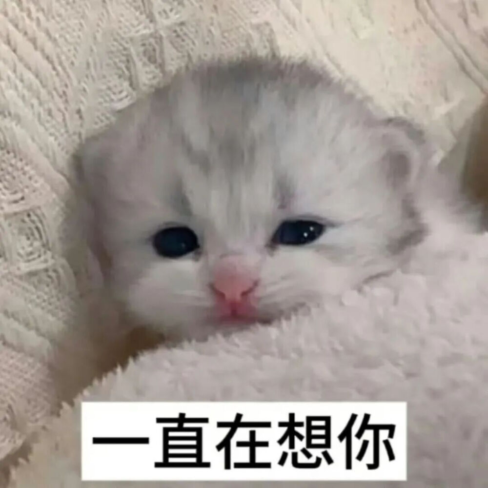 猫猫表情包