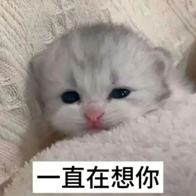 猫猫表情包