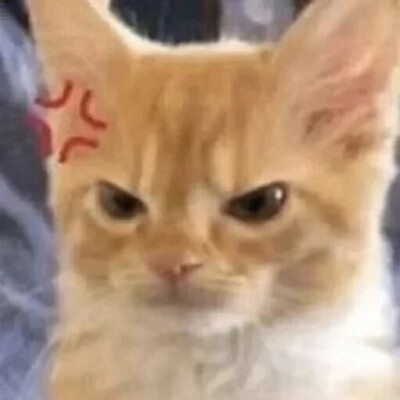 猫猫表情包
