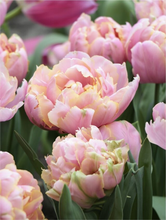 郁金香-粉红之星