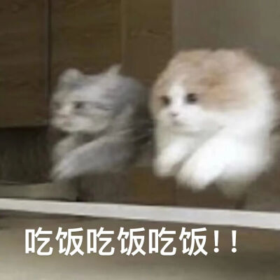 猫猫表情包