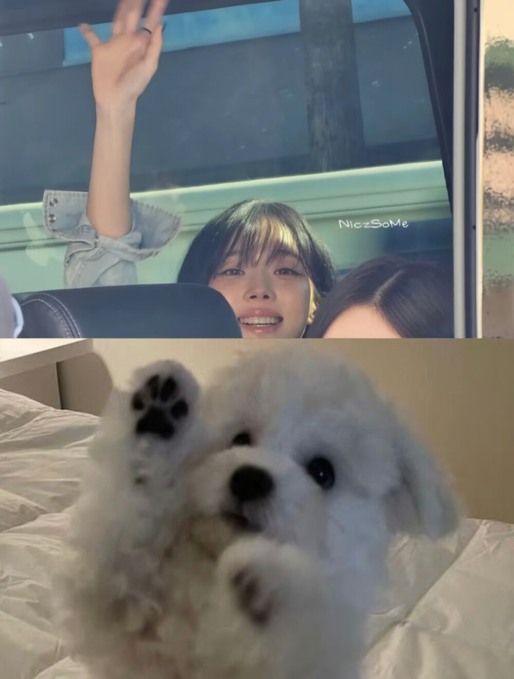 狗塑达人更新了一则萌宠相关！