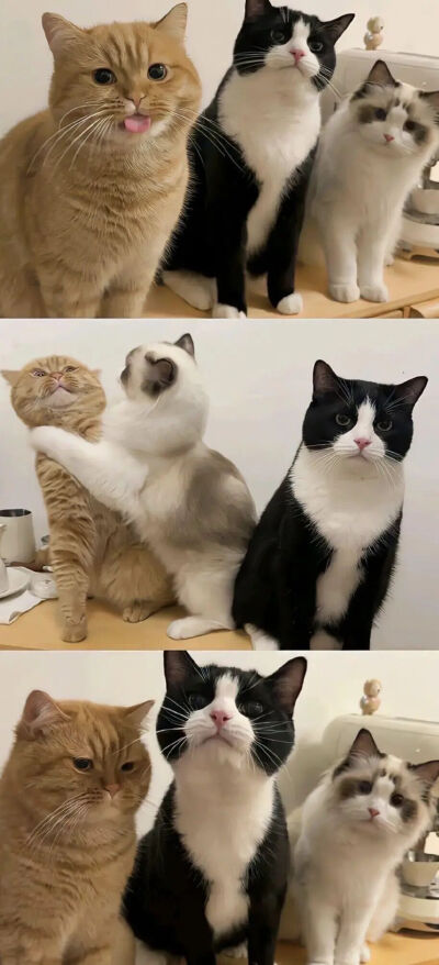 我是不会放弃收集这种图片的