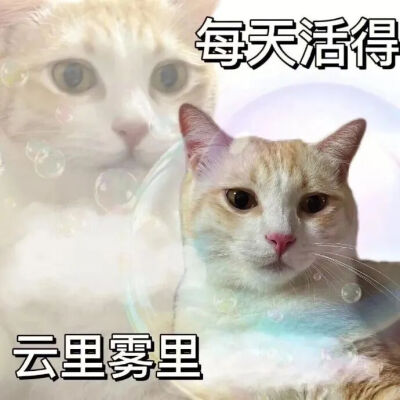 猫猫表情包