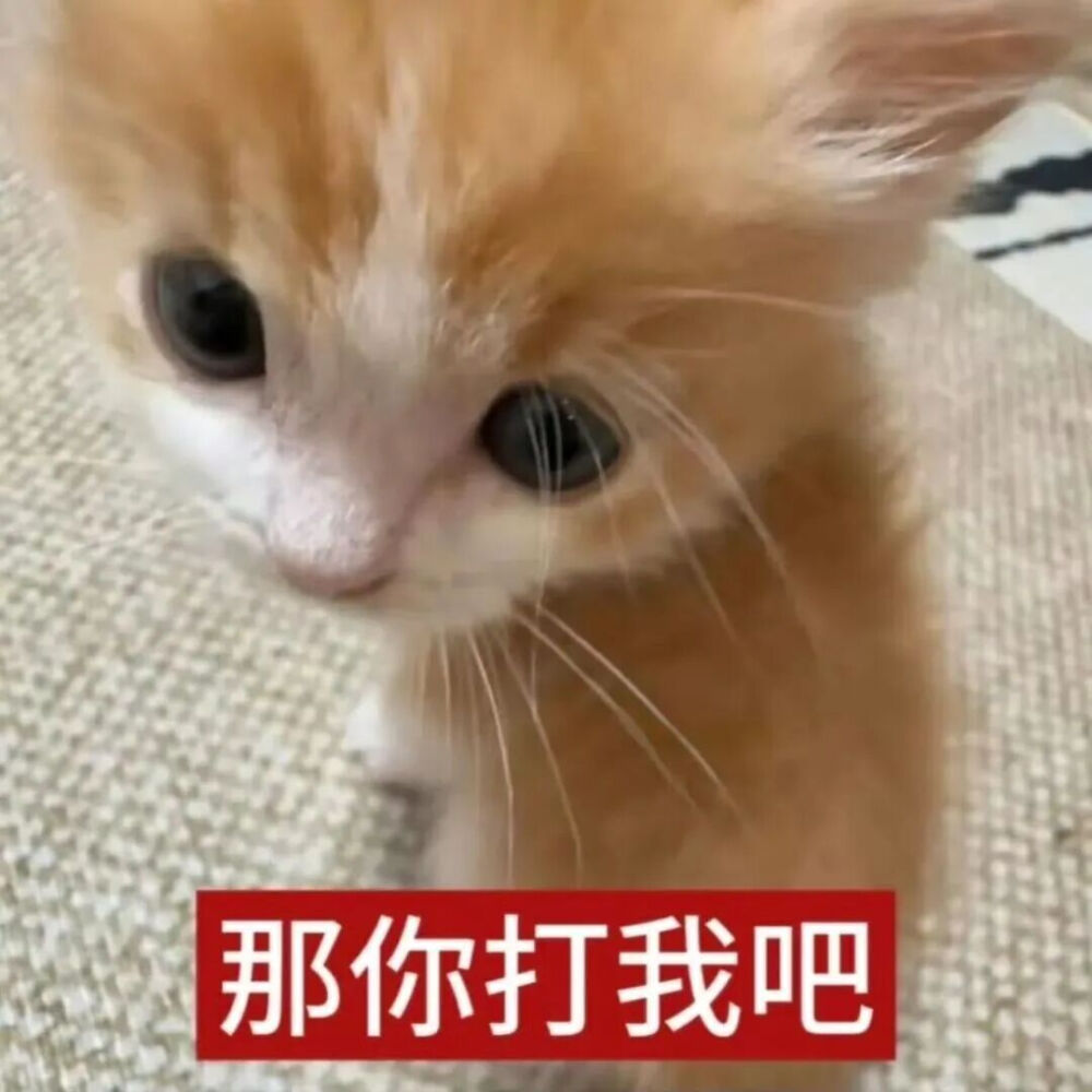 猫猫表情包