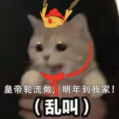 猫猫表情包