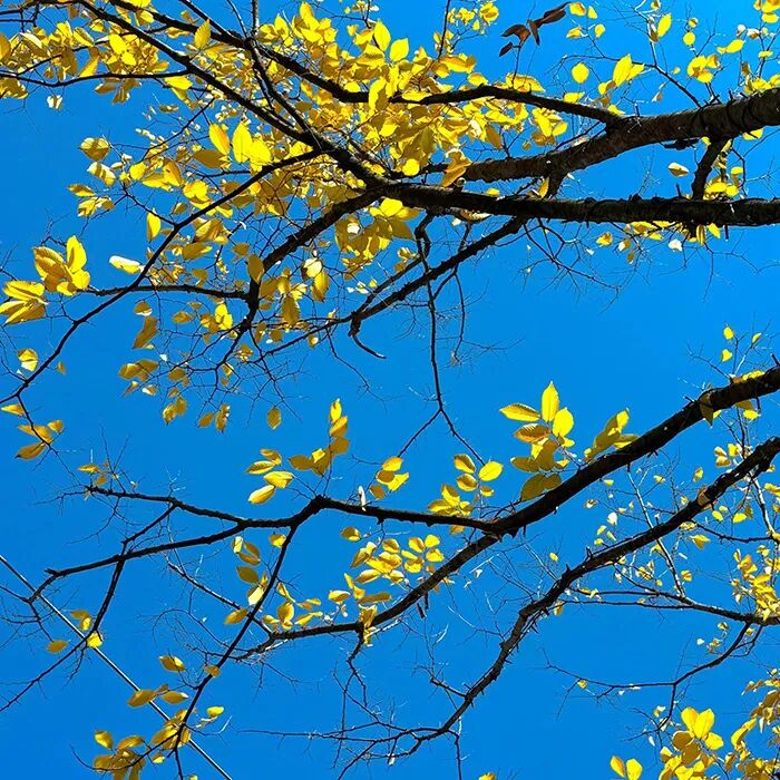 秋刀鱼的滋味 猫 和你 都想了解
