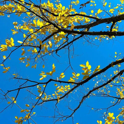 秋刀鱼的滋味 猫 和你 都想了解
