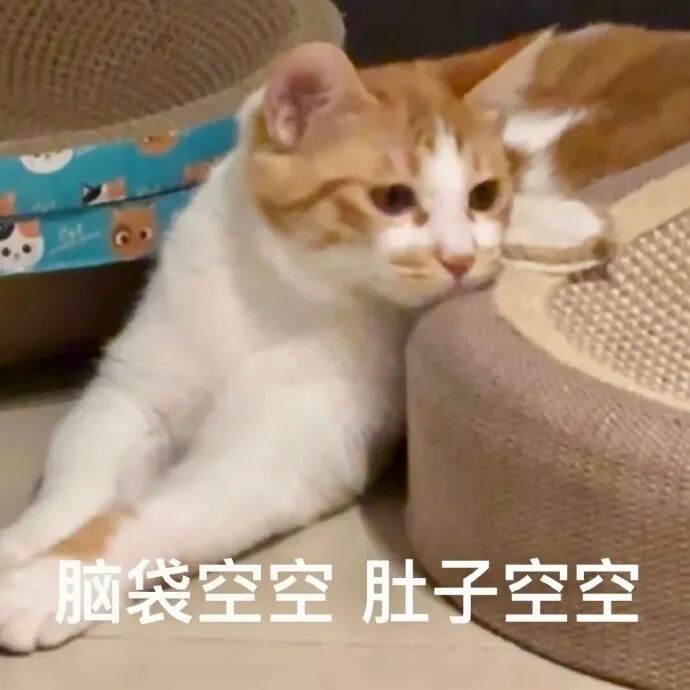 猫猫表情包