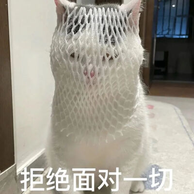 猫猫表情包
