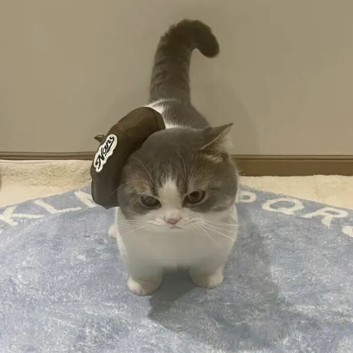 我是不会放弃收集这种图片的