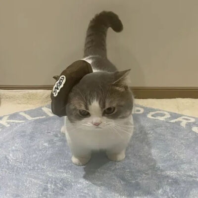 我是不会放弃收集这种图片的