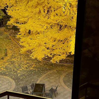 秋刀鱼的滋味 猫 和你 都想了解
