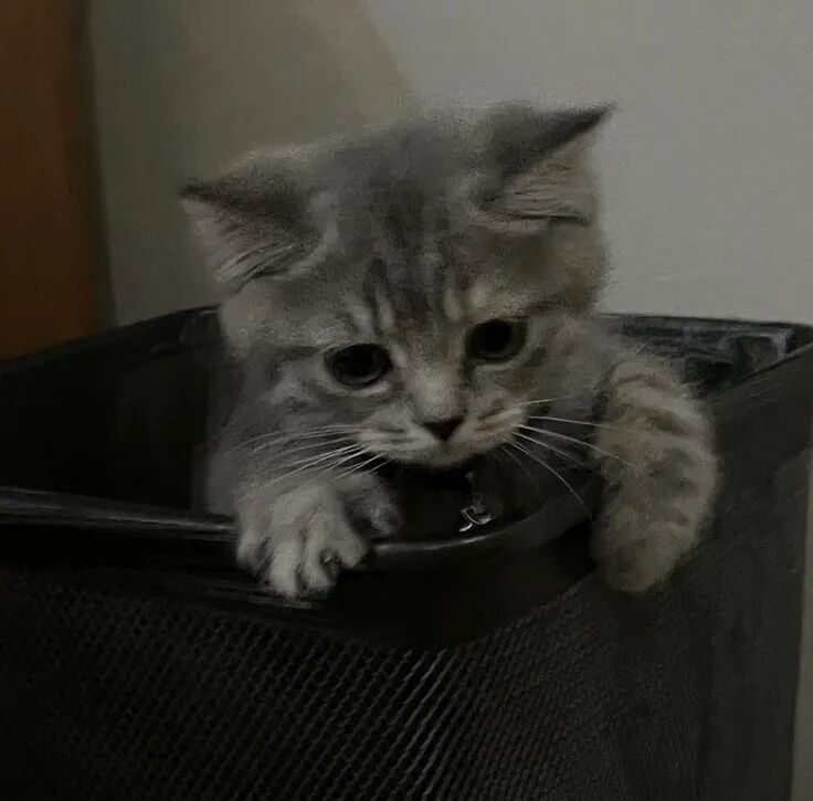 我是不会放弃收集这种图片的