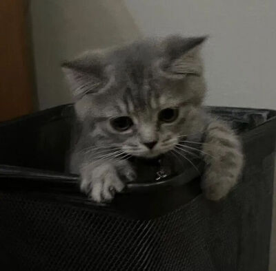 我是不会放弃收集这种图片的