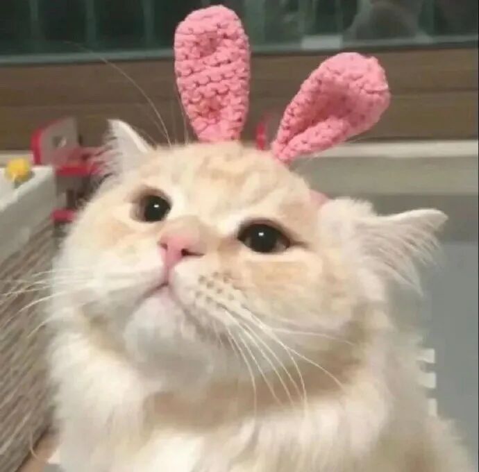 我是不会放弃收集这种图片的