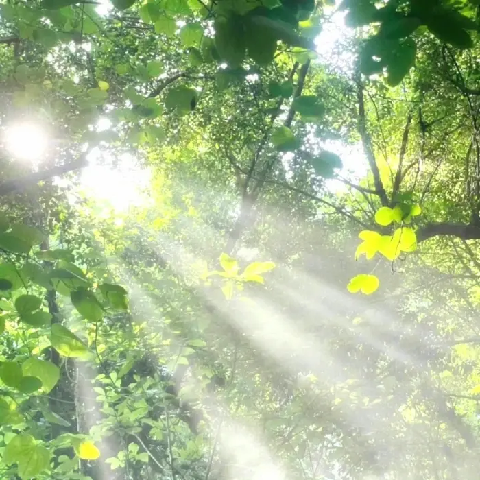 Pas encore`十四行詩:いっしょにいる