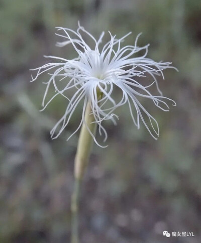 准噶尔石竹（学名：Dianthus soongoricus）分布在哈萨克斯坦、蒙古以及中国大陆的新疆等地，生长于海拔900米至3,200米的地区，多生长在山谷岩坡，目前尚未由人工引种栽培。
